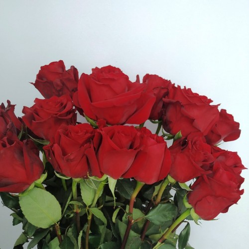 Τριαντάφυλλα κόκκινα Equador