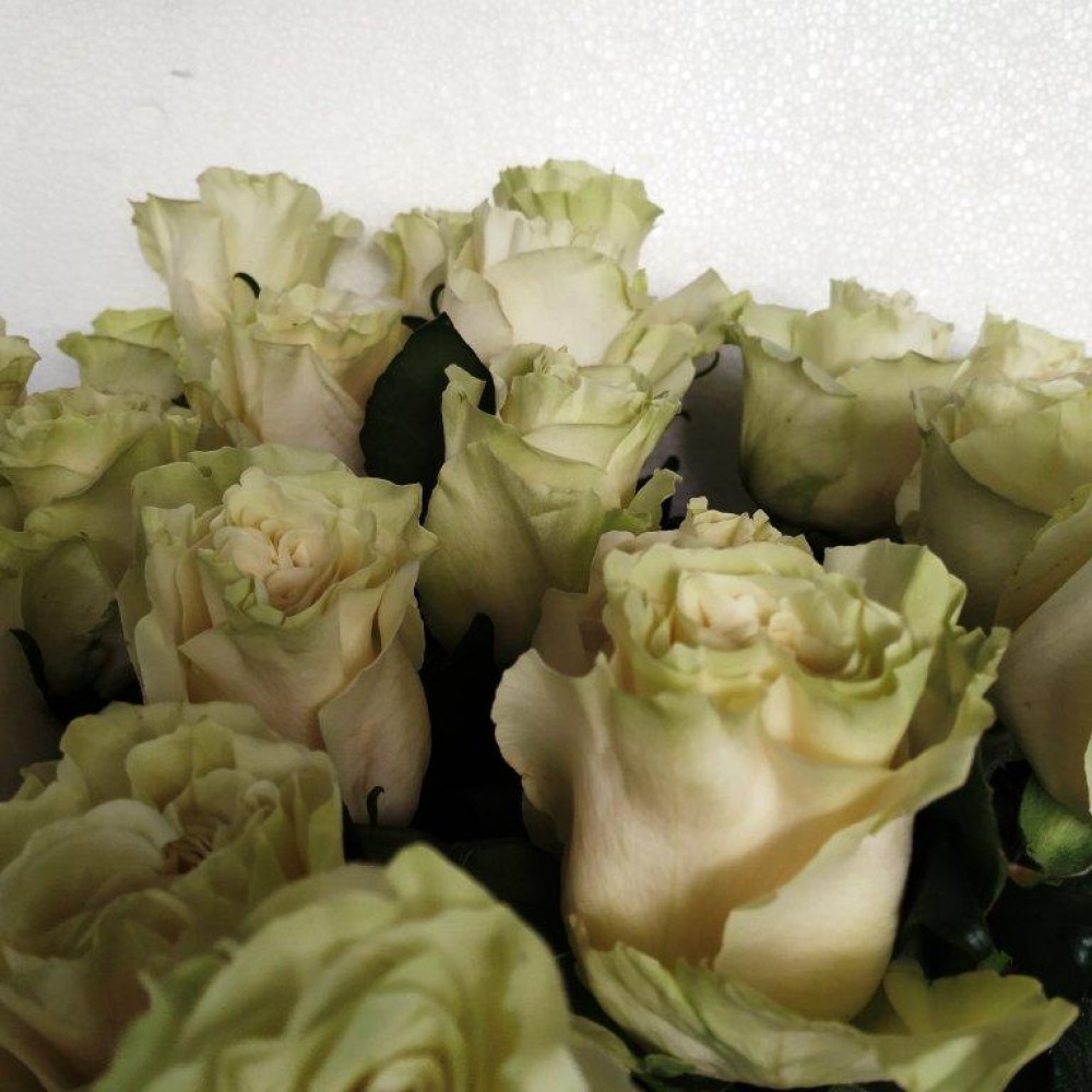 Τριαντάφυλλα Λευκά Equador
