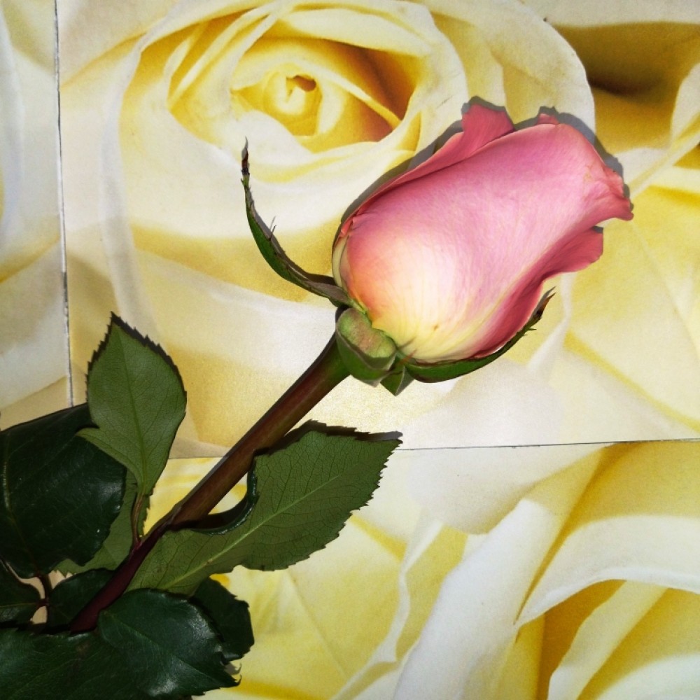 Τριαντάφυλλα Ρόζ Equador